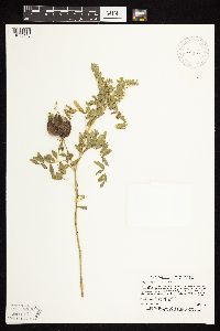 Astragalus neglectus image