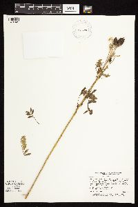 Astragalus neglectus image