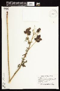 Astragalus neglectus image