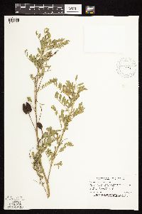 Astragalus neglectus image