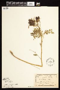 Astragalus neglectus image