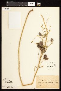 Astragalus neglectus image