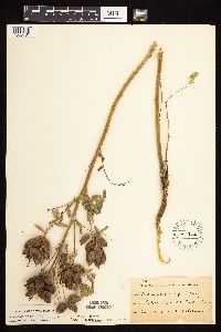 Astragalus neglectus image