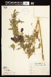 Astragalus neglectus image