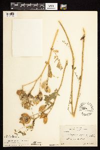 Astragalus neglectus image