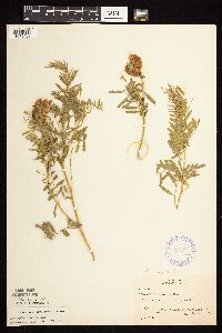 Astragalus neglectus image