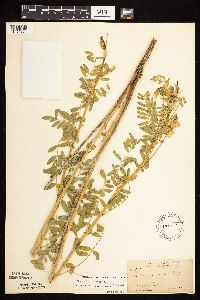 Astragalus neglectus image