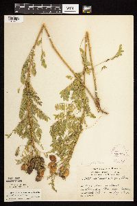 Astragalus neglectus image