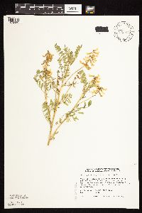 Astragalus neglectus image