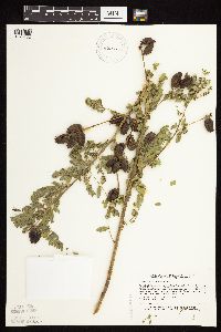 Astragalus neglectus image