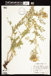 Astragalus neglectus image