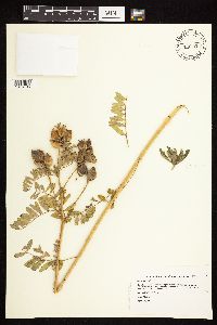 Astragalus neglectus image