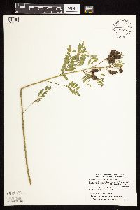 Astragalus neglectus image