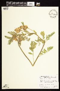 Astragalus neglectus image
