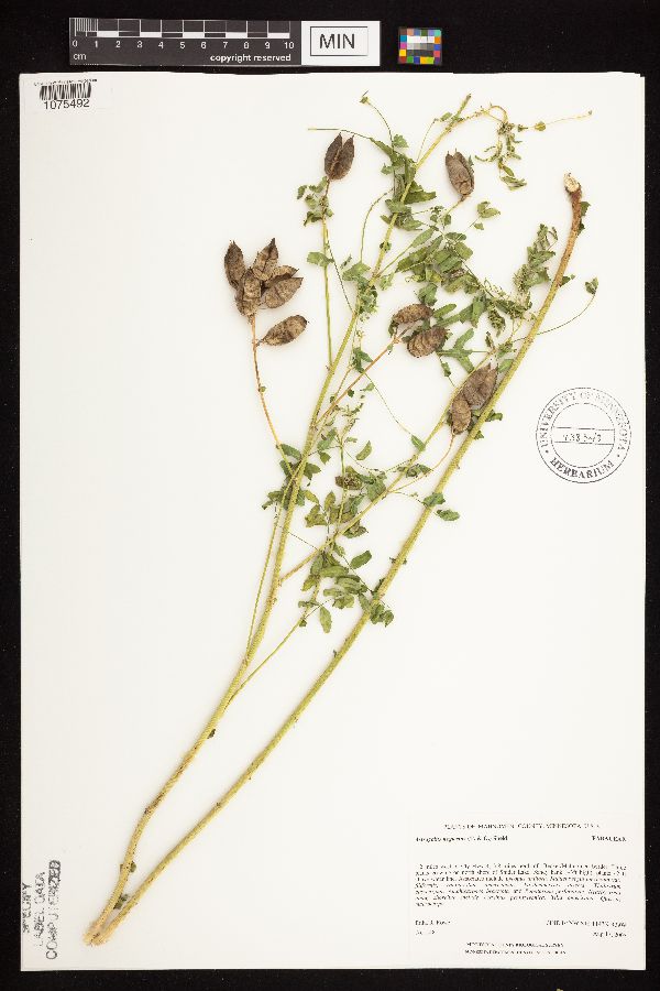 Astragalus neglectus image