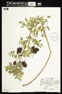 Astragalus neglectus image