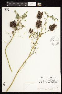 Astragalus neglectus image