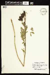 Astragalus neglectus image