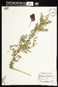 Astragalus neglectus image