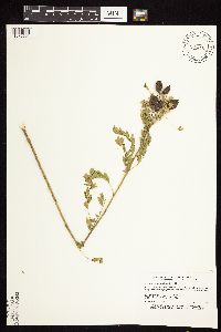 Astragalus neglectus image