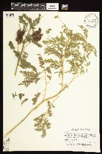 Astragalus neglectus image