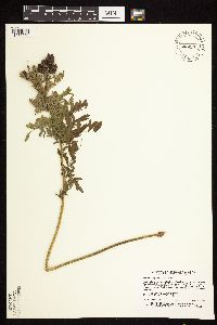 Astragalus neglectus image