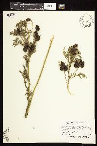 Astragalus neglectus image