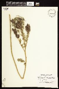 Astragalus neglectus image