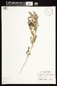 Astragalus neglectus image