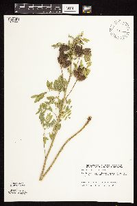 Astragalus neglectus image