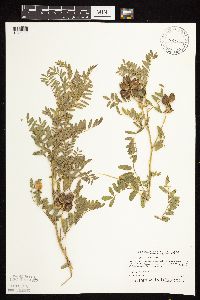 Astragalus neglectus image