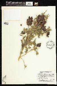 Astragalus neglectus image