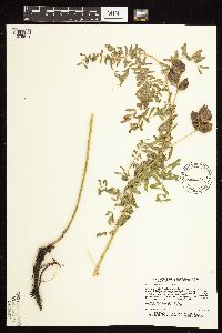 Astragalus neglectus image