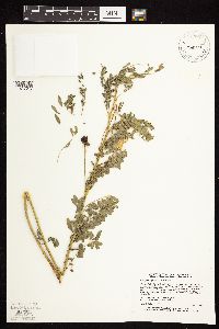 Astragalus neglectus image