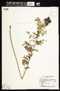 Astragalus neglectus image