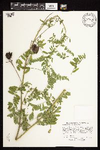 Astragalus neglectus image