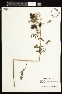 Astragalus neglectus image