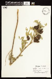 Image Associated With the Occurrence