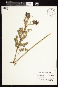 Astragalus neglectus image