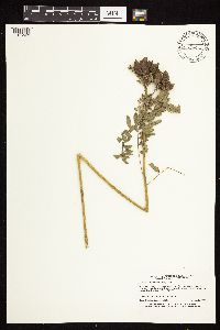 Astragalus neglectus image