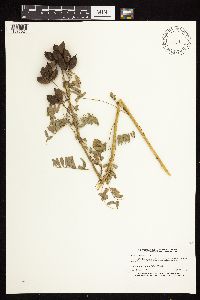 Astragalus neglectus image