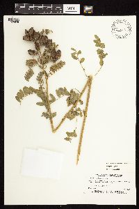 Astragalus neglectus image