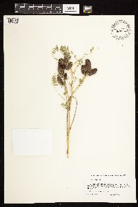 Astragalus neglectus image