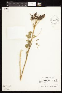 Astragalus neglectus image