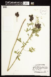 Astragalus neglectus image