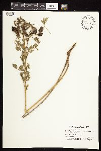 Astragalus neglectus image
