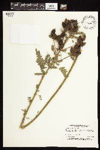 Astragalus neglectus image