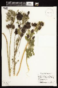 Astragalus neglectus image