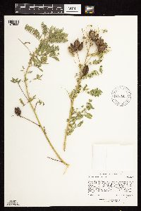 Astragalus neglectus image