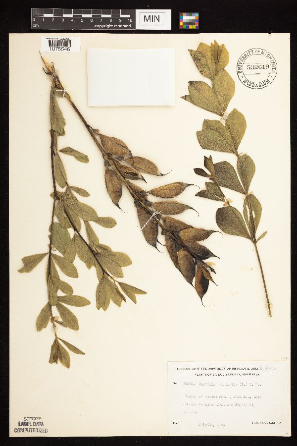Baptisia australis image